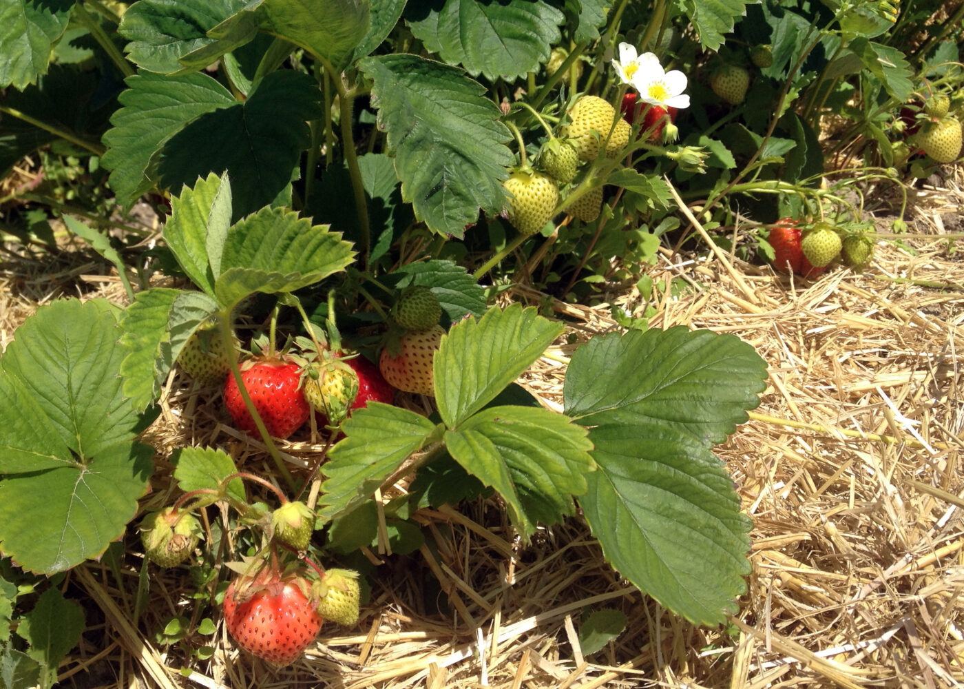 Dyrkingsmåten viktig for forekomsten av spinnmidd i jordbær