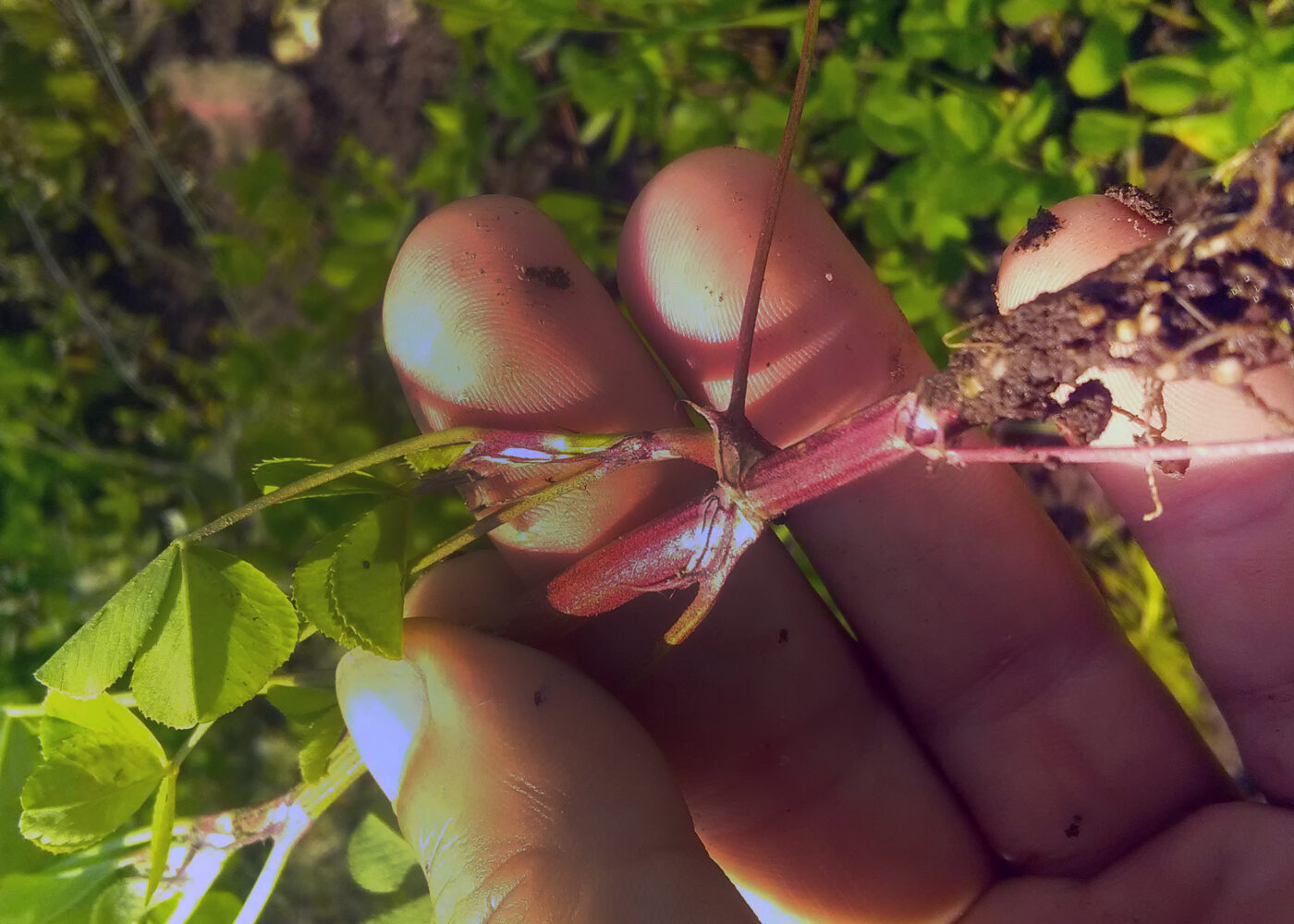 Mer kunnskap om engbelgvekster