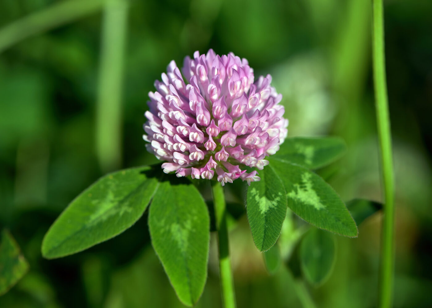 Engbelgvekster med mange oppgaver