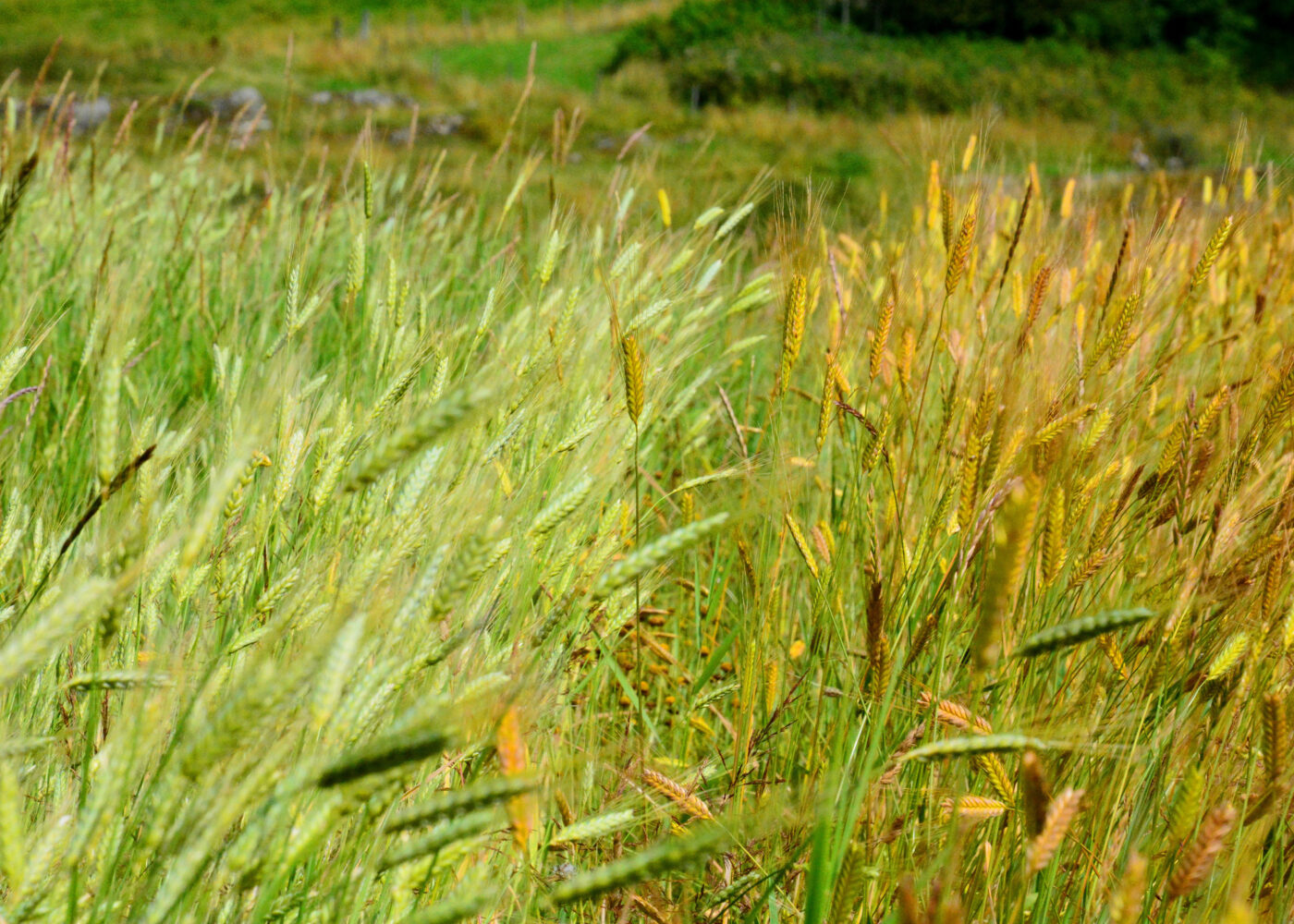 Tror på gamle kornsorter i økoproduksjon