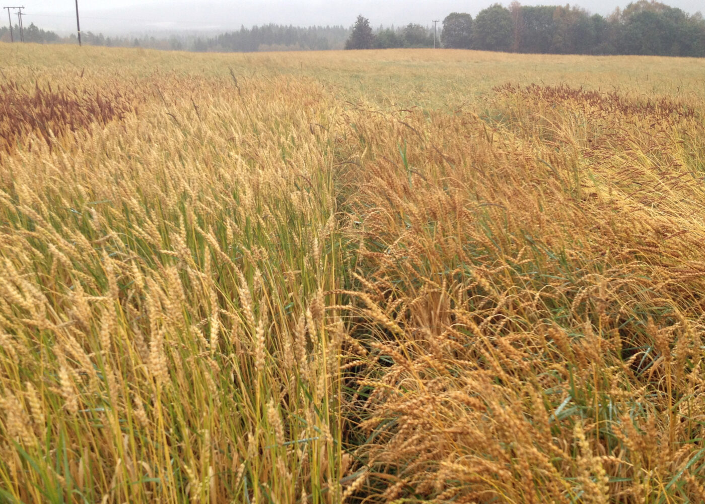 Vårhvete til håndverksbaking – viktige egenskaper for økologisk dyrking Vårhvete til håndverksbaking – viktige egenskaper for økologisk dyrking