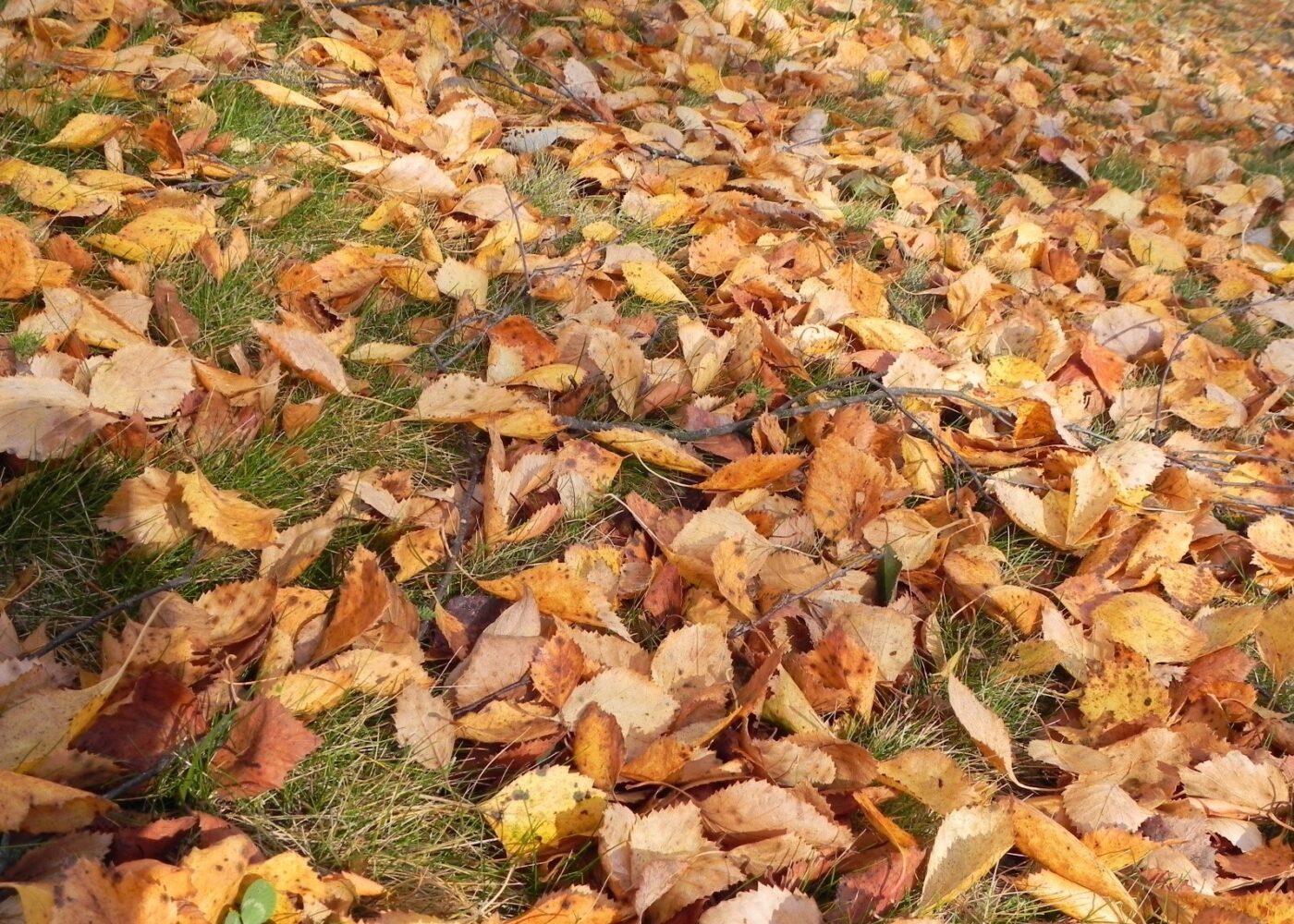 Høstarbeid i kjøkkenhagen