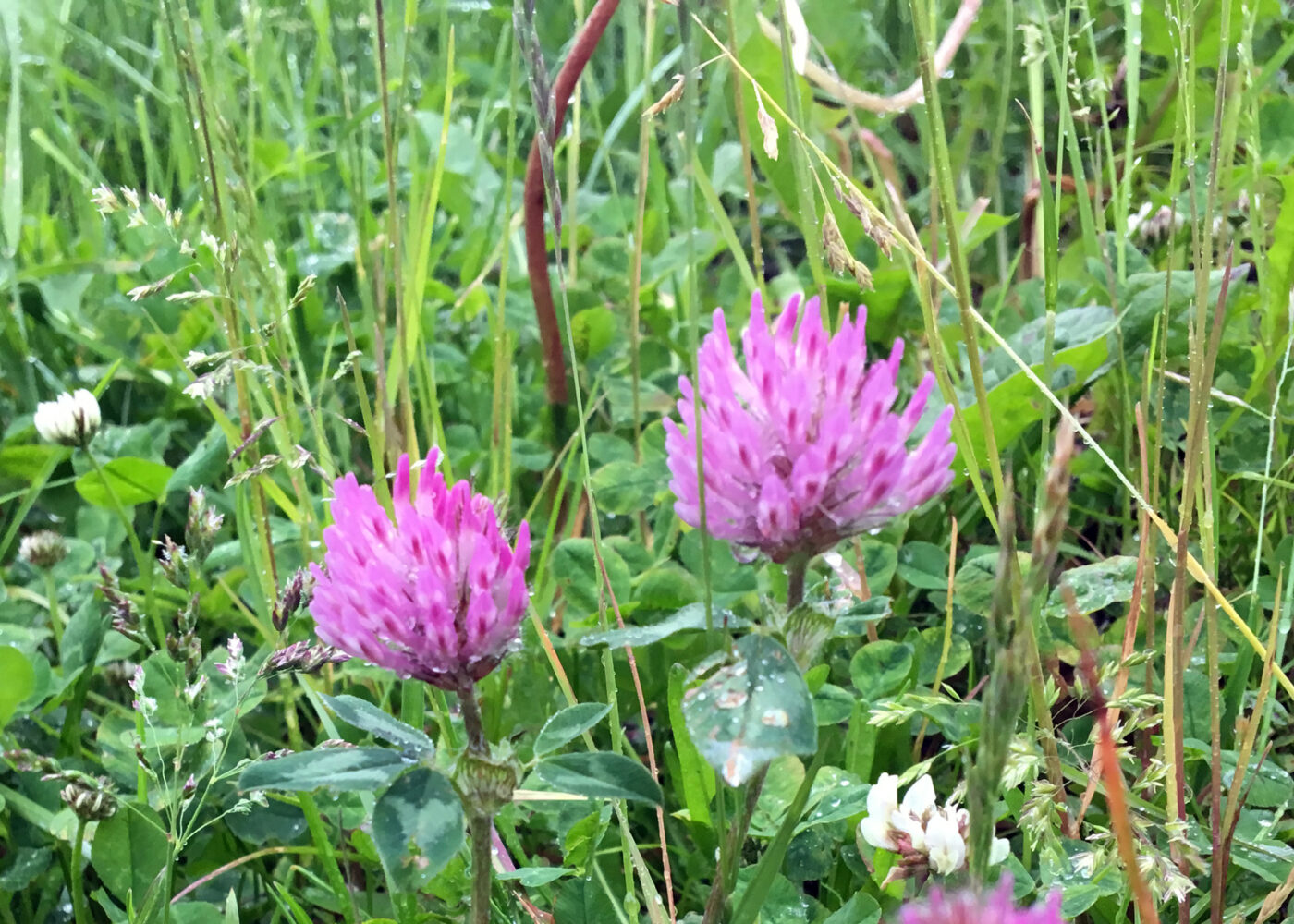 Pollinerende insekter - gode tiltak