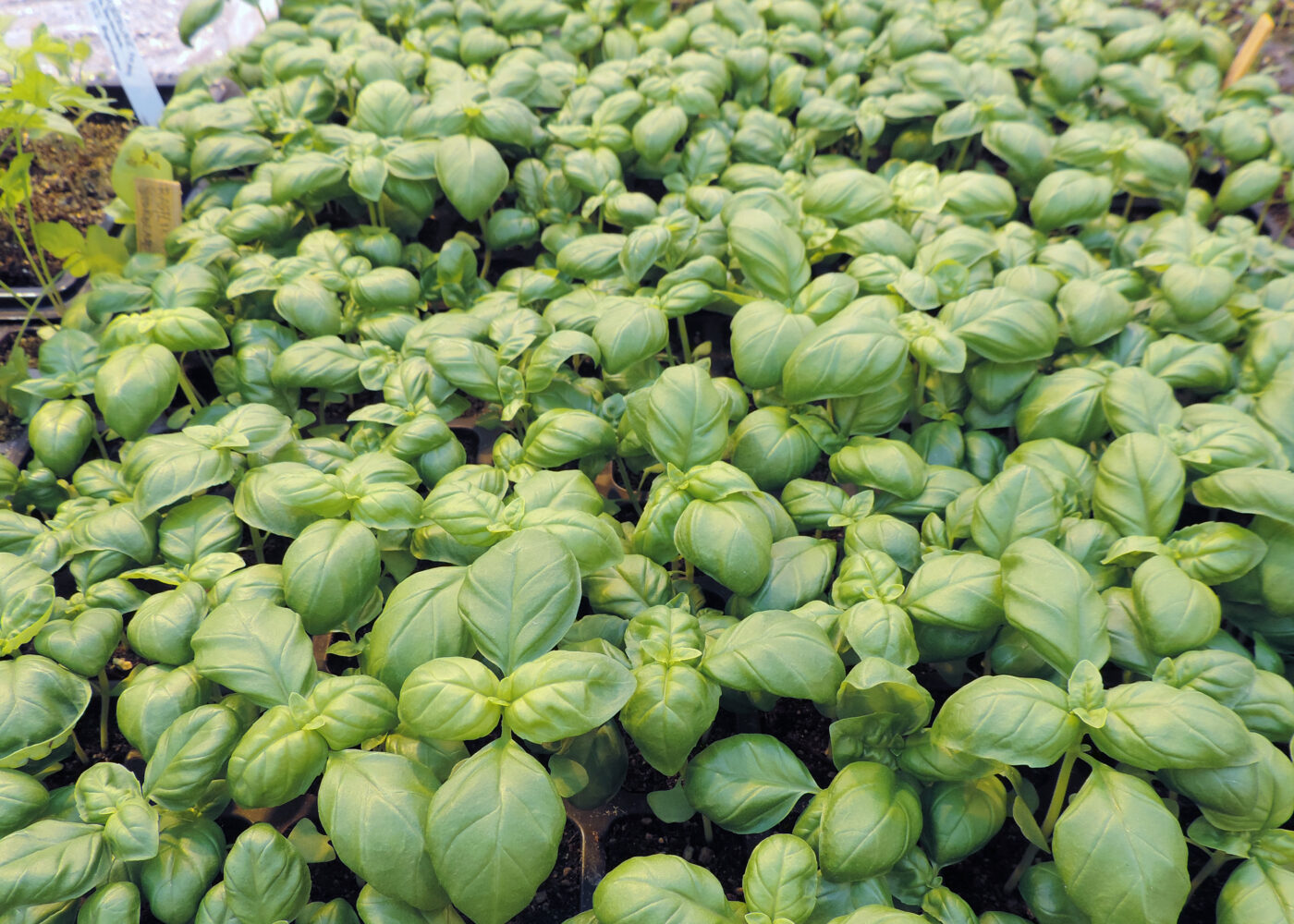 Næringstilførsel til økologiske oppals- og potteplanter