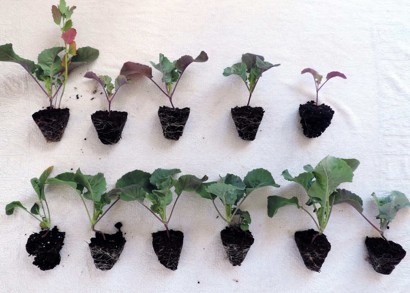 Hvordan er kvaliteten på så- og plantejord?