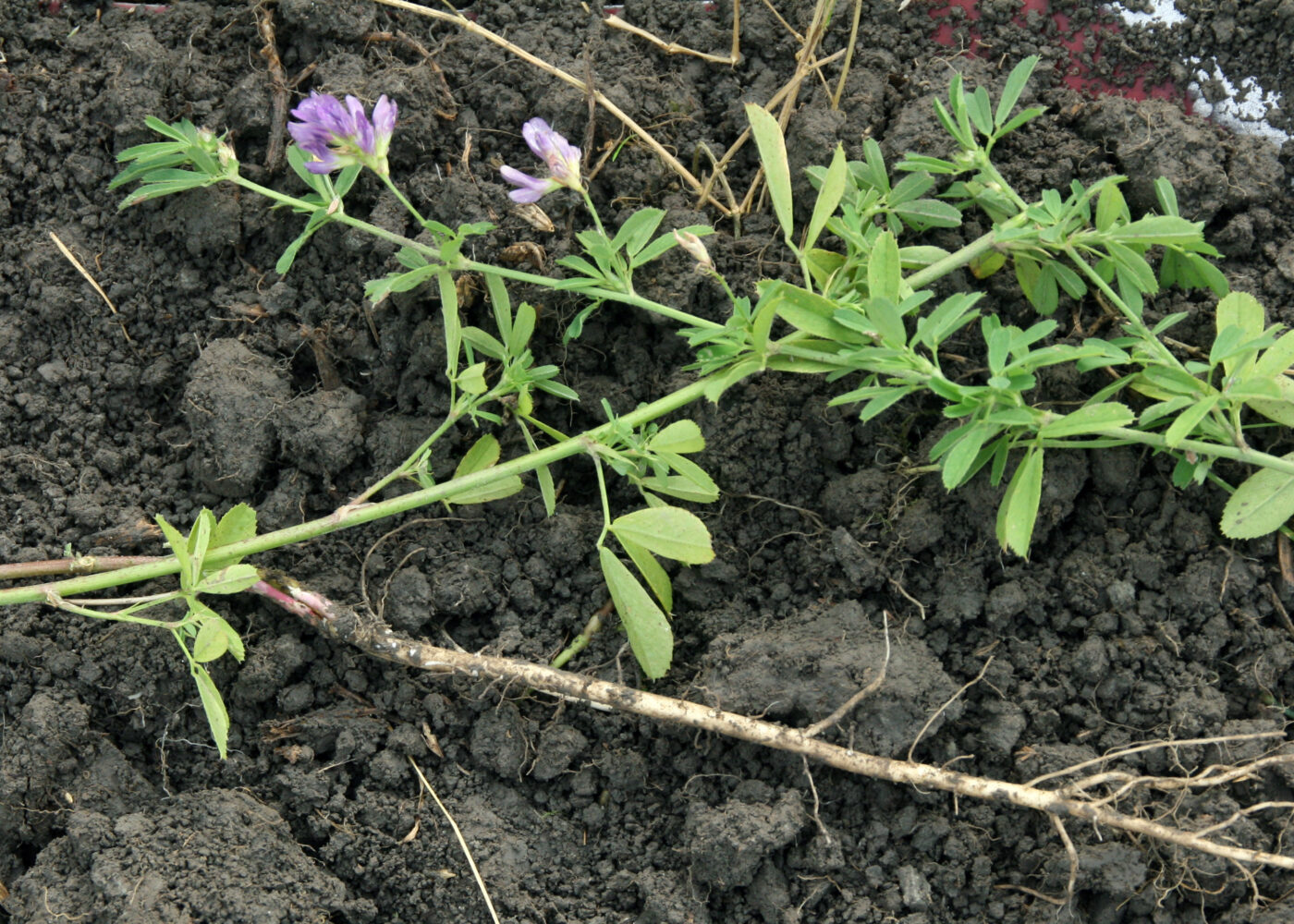 Fangvekster etter tidlig høsta grønnsaker og potet