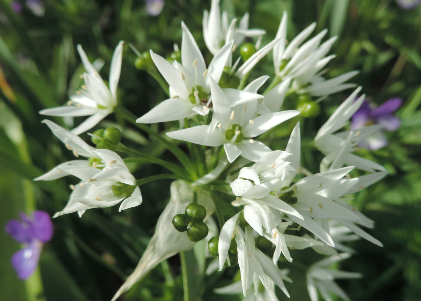 Ramsløk og tyttebær mot diaré hos smågris