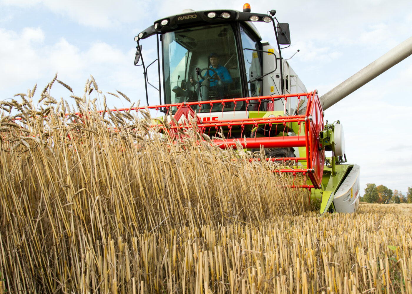Slik dyrker Kjersti og Kristian Narum økokornet