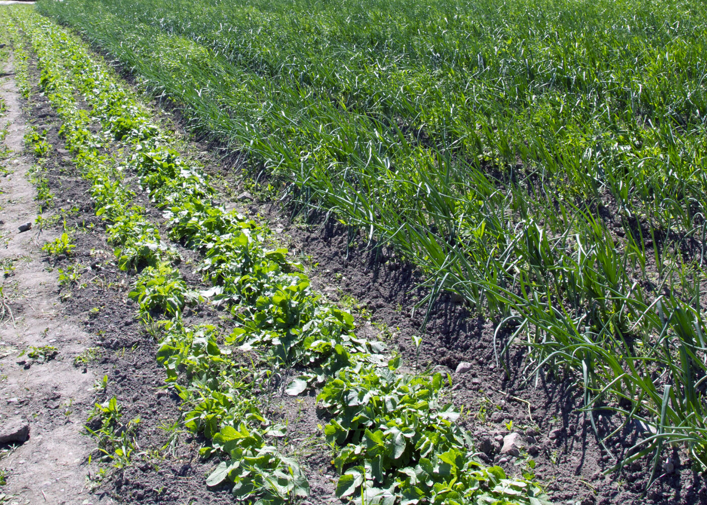 Økologisk landbruk må bli mer økologisk