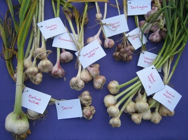 Det finnes to forskjellige varianter av hvitløk, en med myke stengler, den andre med harde. Innenfor disse to gruppene finnes det mange forskjellige sorter. Merk at elefanthvitløk som vises på bildet her, egentlig ikke er en hvitløk