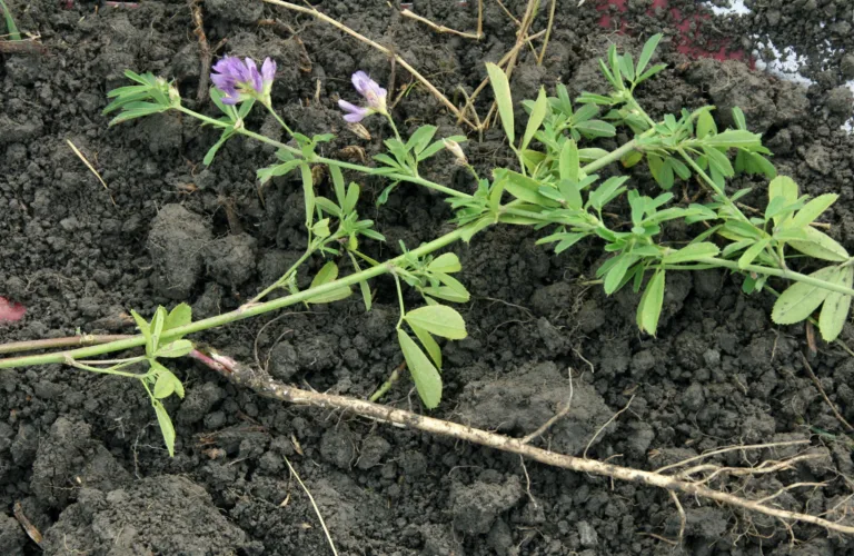 Fangvekster etter tidlig høsta grønnsaker og potet