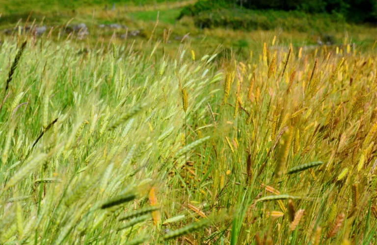 Tror på gamle kornsorter i økoproduksjon