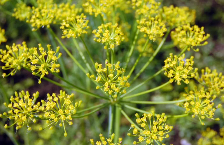 Frøavl av grønnsaker og urter: En gjennomgang av bøkene til Schübeler og Frisak