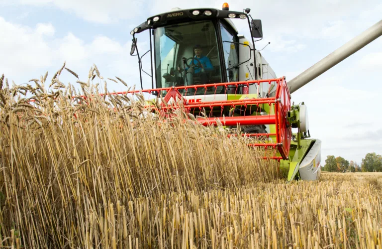 Slik dyrker Kjersti og Kristian Narum økokornet