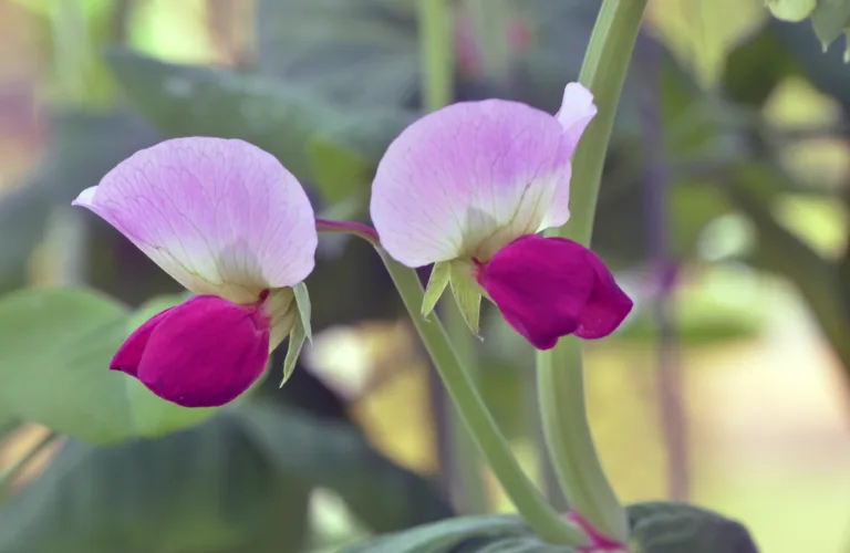 Pollen, frøproduksjon og kvalitet