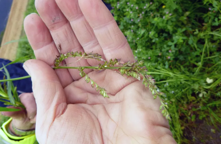 Kontroll av brysomme ugras