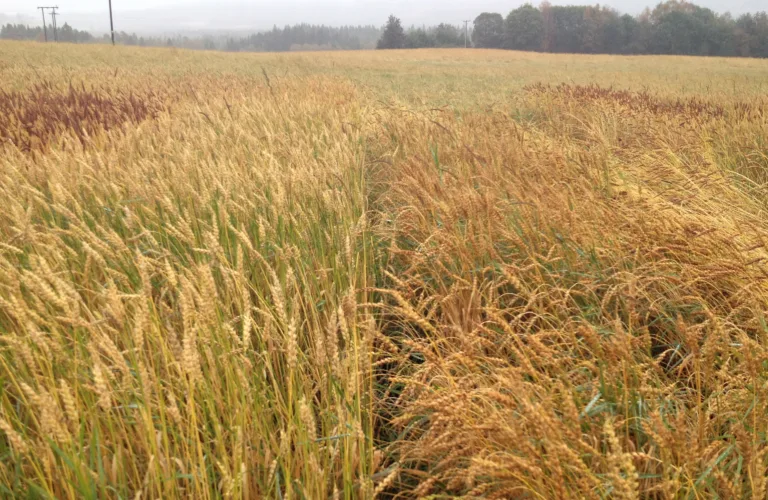 Vårhvete til håndverksbaking – viktige egenskaper for økologisk dyrking
