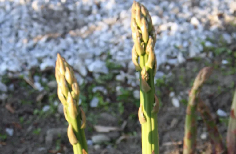Dyrking av økologisk asparges