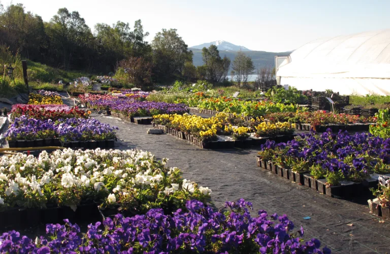 Skulgam gartneri – en oase i nord