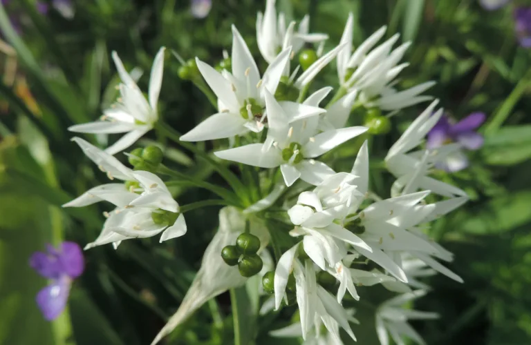 Ramsløk og tyttebær mot diaré hos smågris