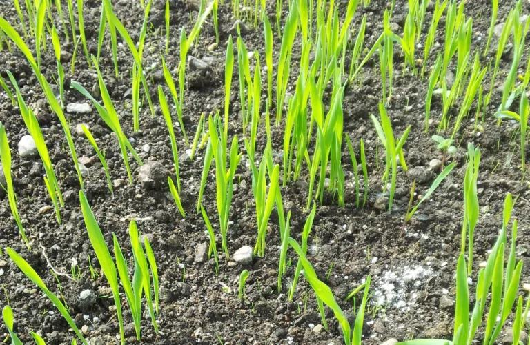 Godt gjenlegg gir lite ugras