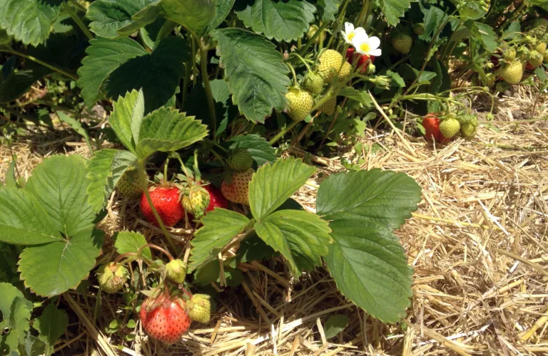 Dyrkingsmåten viktig for forekomsten av spinnmidd i jordbær