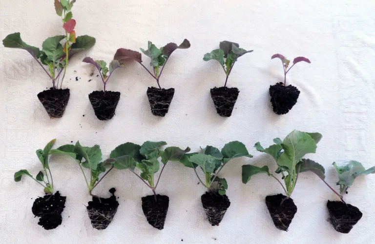 Hvordan er kvaliteten på så- og plantejord?