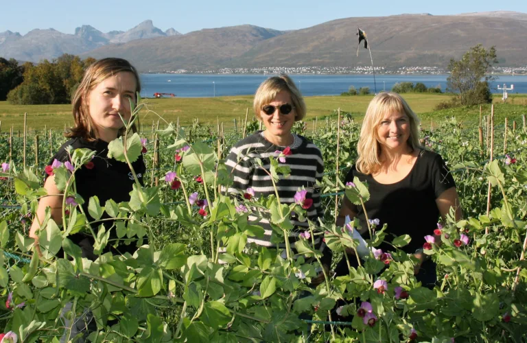 Arktiske erter – en potensiell proteinkilde i fremtidens landbruk?