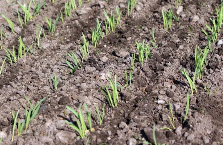 Ugrasharving og skorpebryting