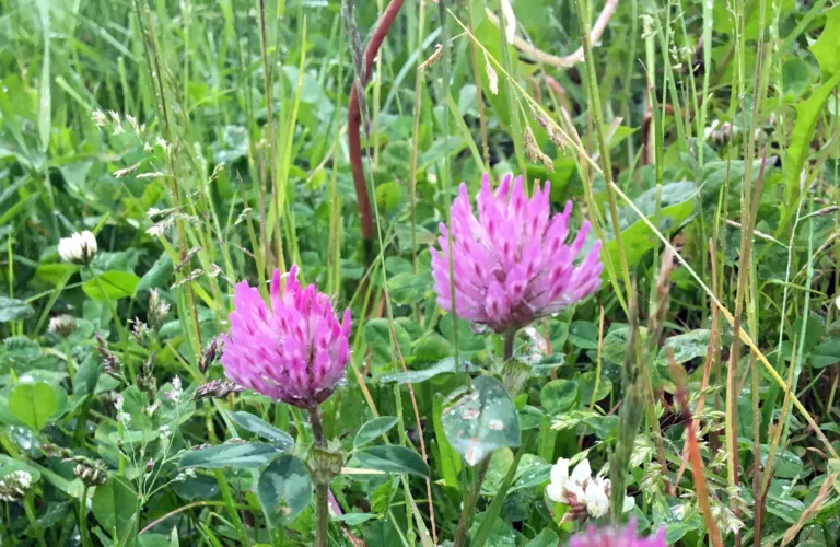 Pollinerende insekter - gode tiltak