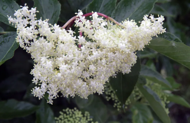 Fra juletrær til hyll