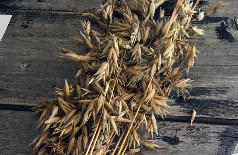 Fôring med raps og nakenhavre er gunstig