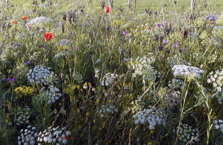 Flerårige blomsterstriper i frukthager