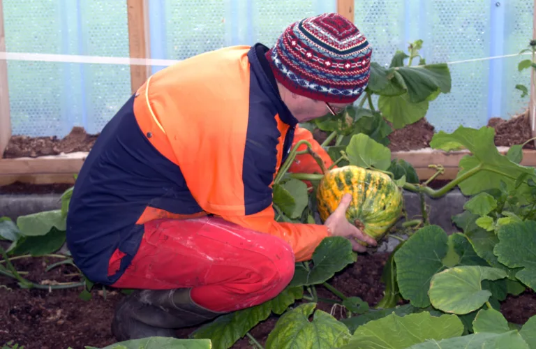 Drivhus i fjøset? Fjøs i drivhuset? Ja, hvorfor ikke!