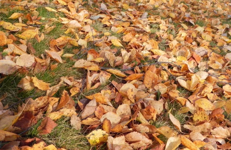 Høstarbeid i kjøkkenhagen