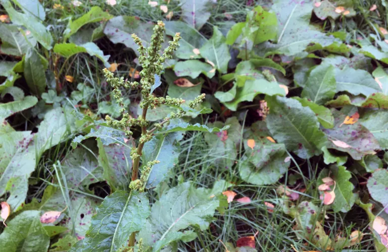 Totrinns fornying av eng for kontroll av høymole