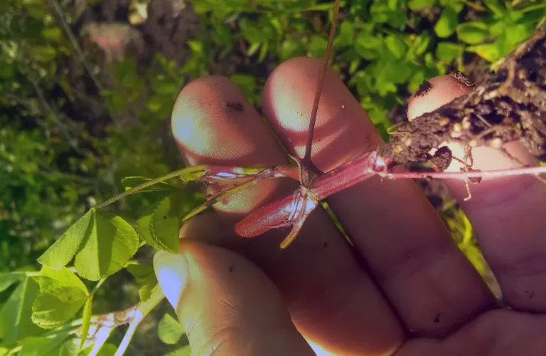 Mer kunnskap om engbelgvekster