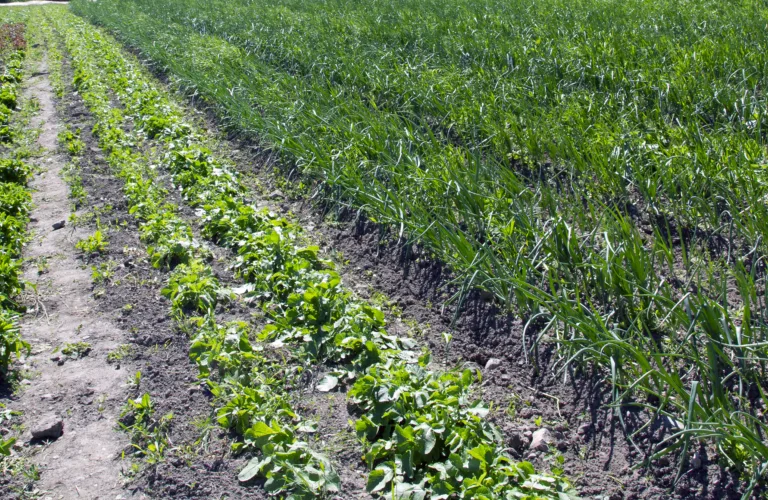 Økologisk landbruk må bli mer økologisk