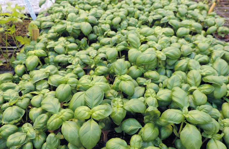 Næringstilførsel til økologiske oppals- og potteplanter