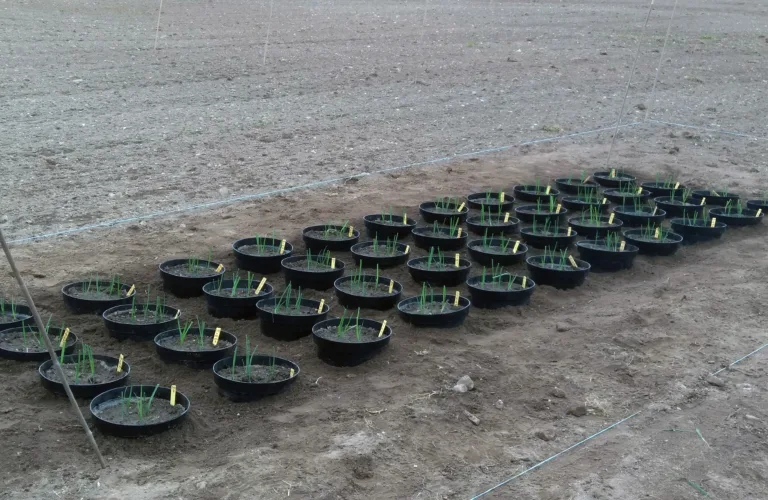 Forsøk med gjødsel fra havet