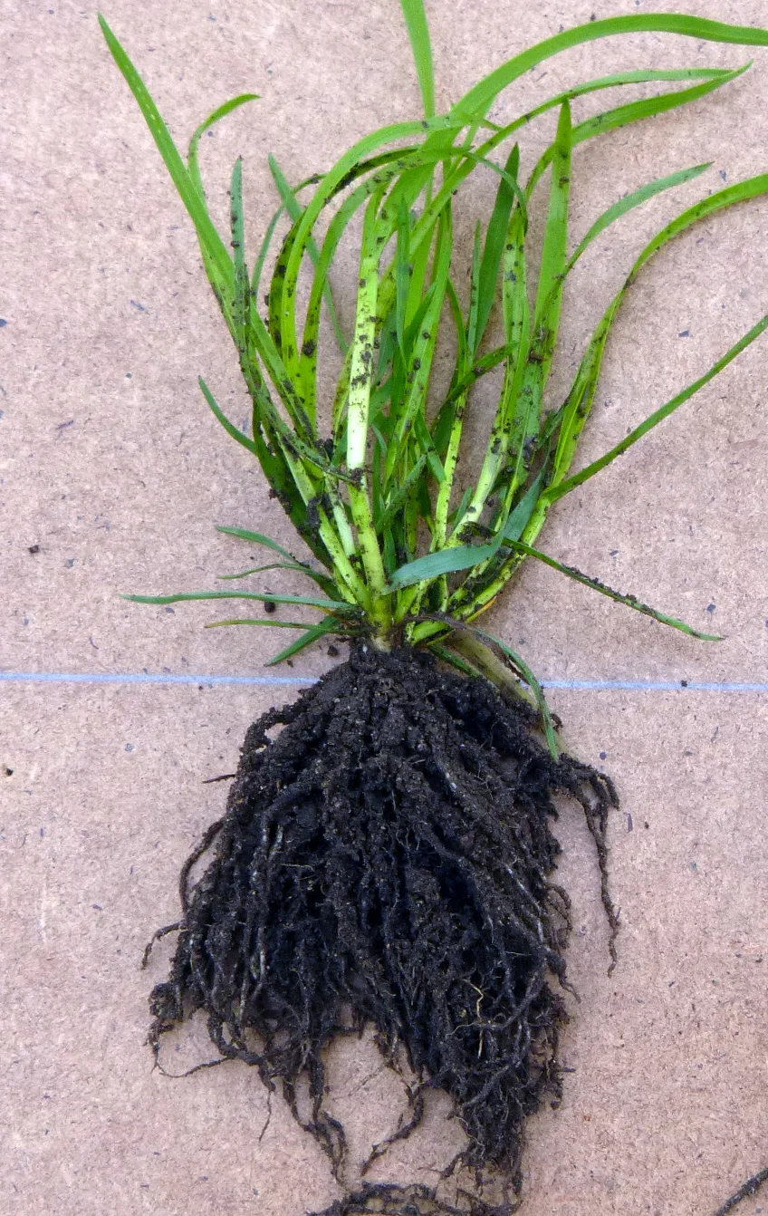 En ung grasplante, engrapp, med røttene fulle av biologisk danna aggregater. Slike røtter tykke med jordaggregater laget av røttenes roteksudater kalles «roots with dreadlocks»