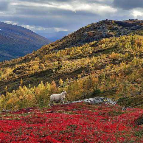 Sheep Autumn Colours Norway Photo Kari Grøva 2023 Effekten av beite på karbon i jord kan ikke generaliseres. Den er svært stedsavhengig. Foto: Kari Grøva