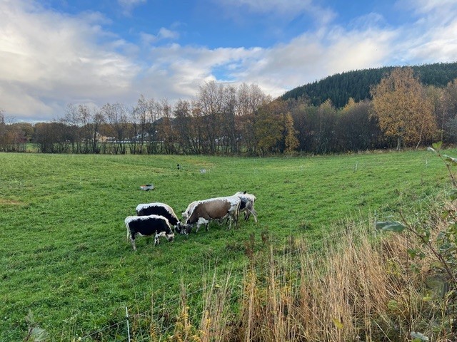 Sidet trønder på beite. Målretta beiting brukes som et bidrag til jordas fruktbarhet og bidrag til ugrasregulering på gården. Foto: Lars Olav Stavnes