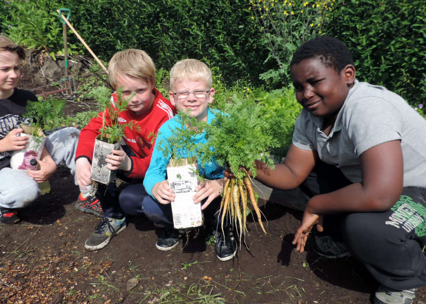 Grønnsaker klare til innhøsting i skolehagen før sommerferien
