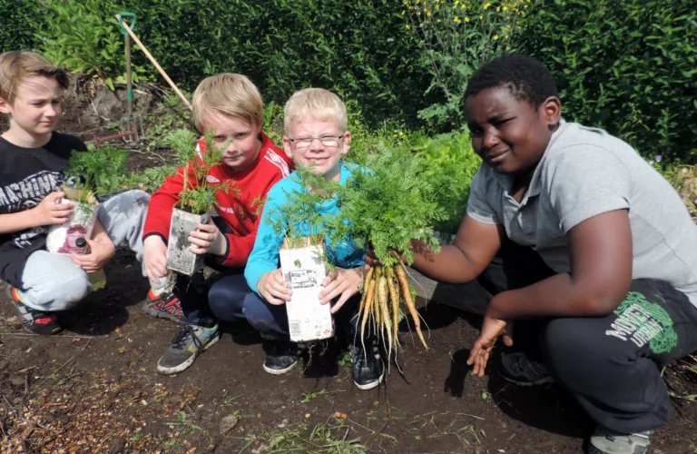 Grønnsaker klare til innhøsting i skolehagen før sommerferien