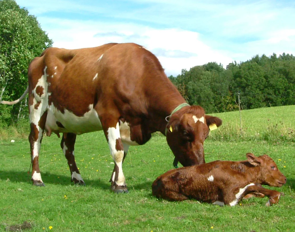 Det er ein del utfordringar ved å praktisere diing, men mange av utfordringane kan ein møte ved praktisk tilrettelegging.