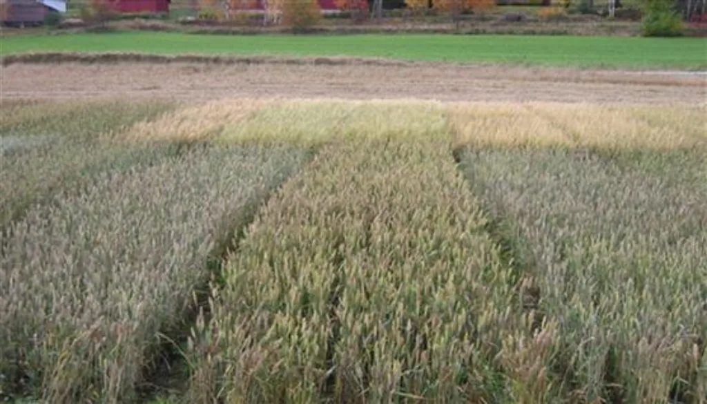 Illustrasjonsfoto som viser hvor stor forskjell det kan være mellom sorter i modningsfasen.