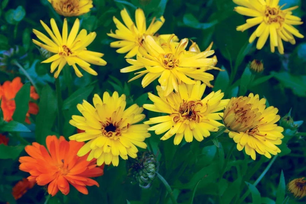 Ringblomst gir farge til hagen og kan brukes til salat og til te.