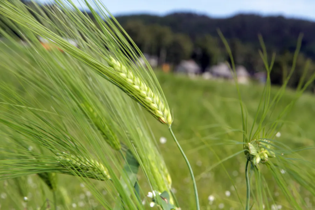 PLØYE ELLER IKKE PLØYE: Redusert jordarbeiding kan være gunstig for jordkvalitet og tilpasning til klimaendringer. Imidlertid kan metodens rolle i reduksjon av klimagasser være overvurdert.