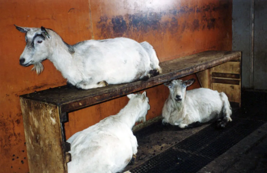 Ein måte å løyse kravet til areal og kravet om fast liggeareal på er å lage liggehyller.